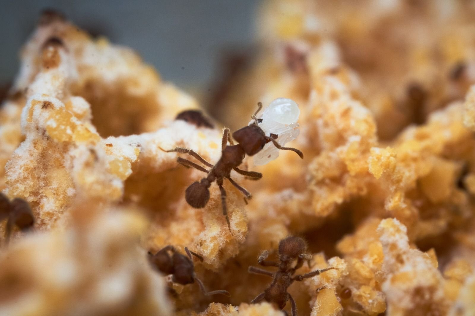 Social Immunity Research